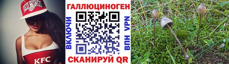 это клад Сенгилей Галлюциногенные грибы Cubensis как найти закладки